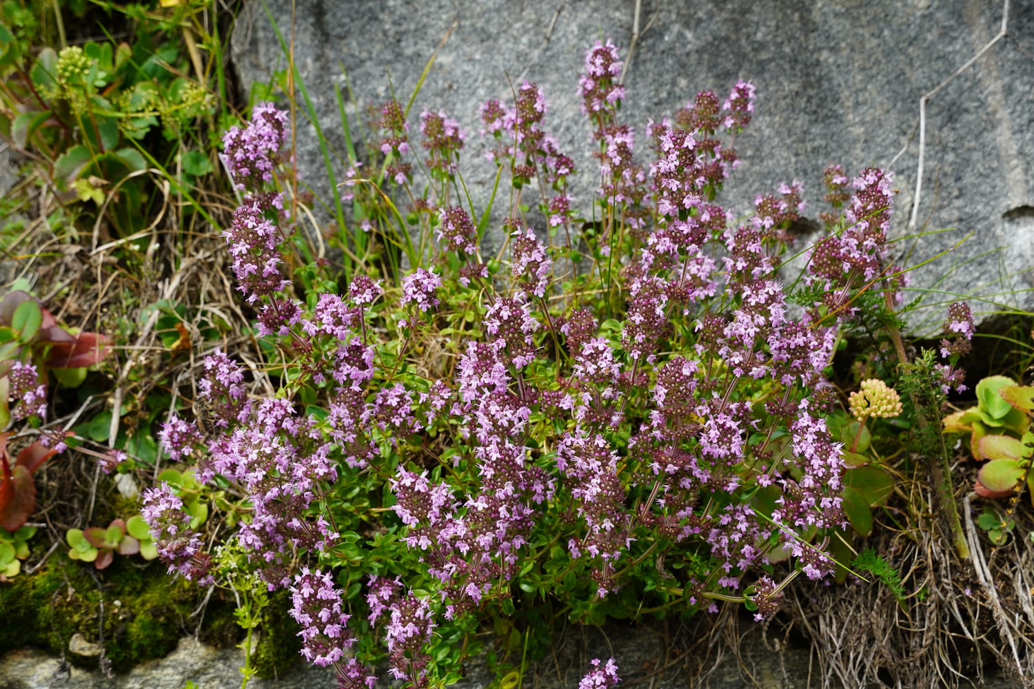 Thyme thumbnail 2