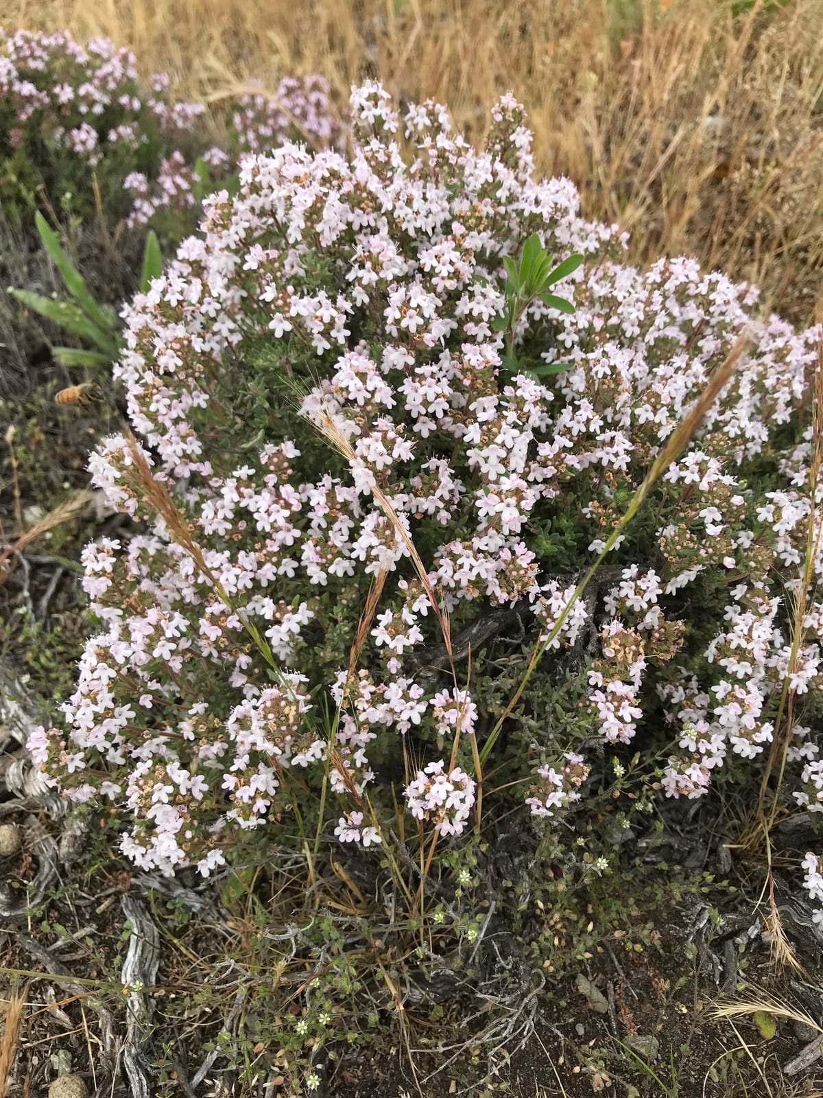 Thyme thumbnail 3