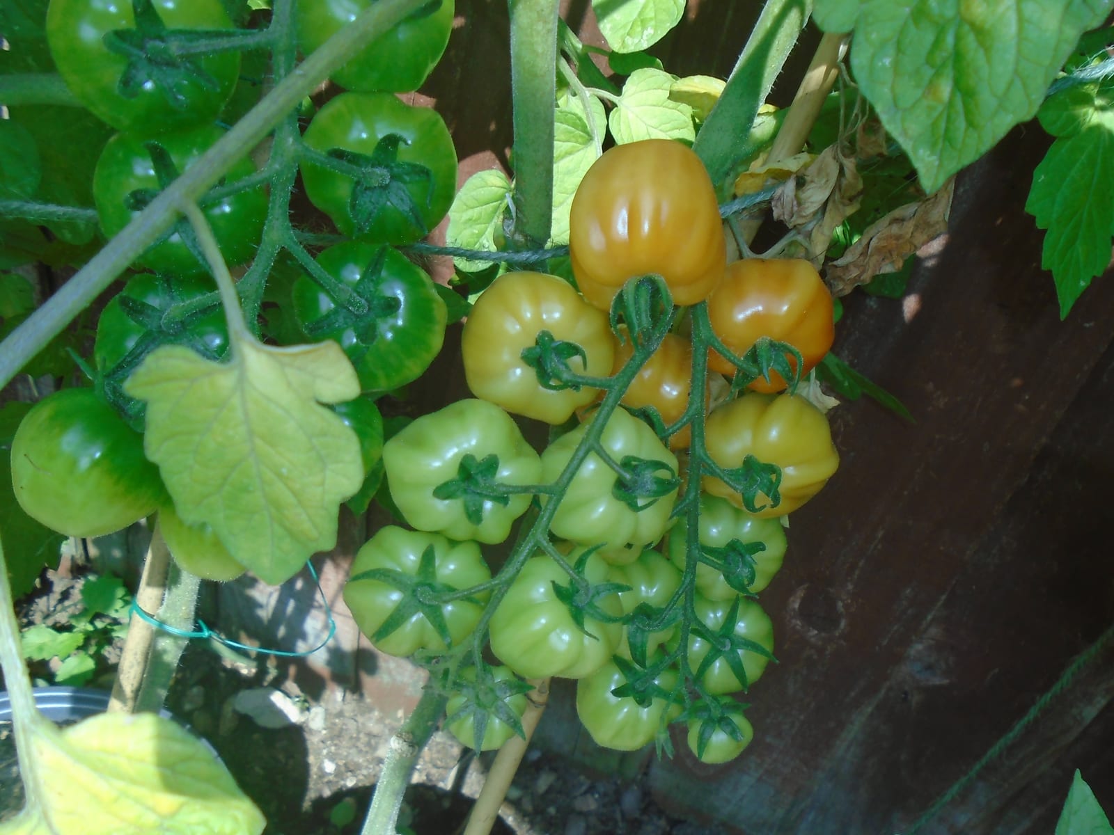 Tomato