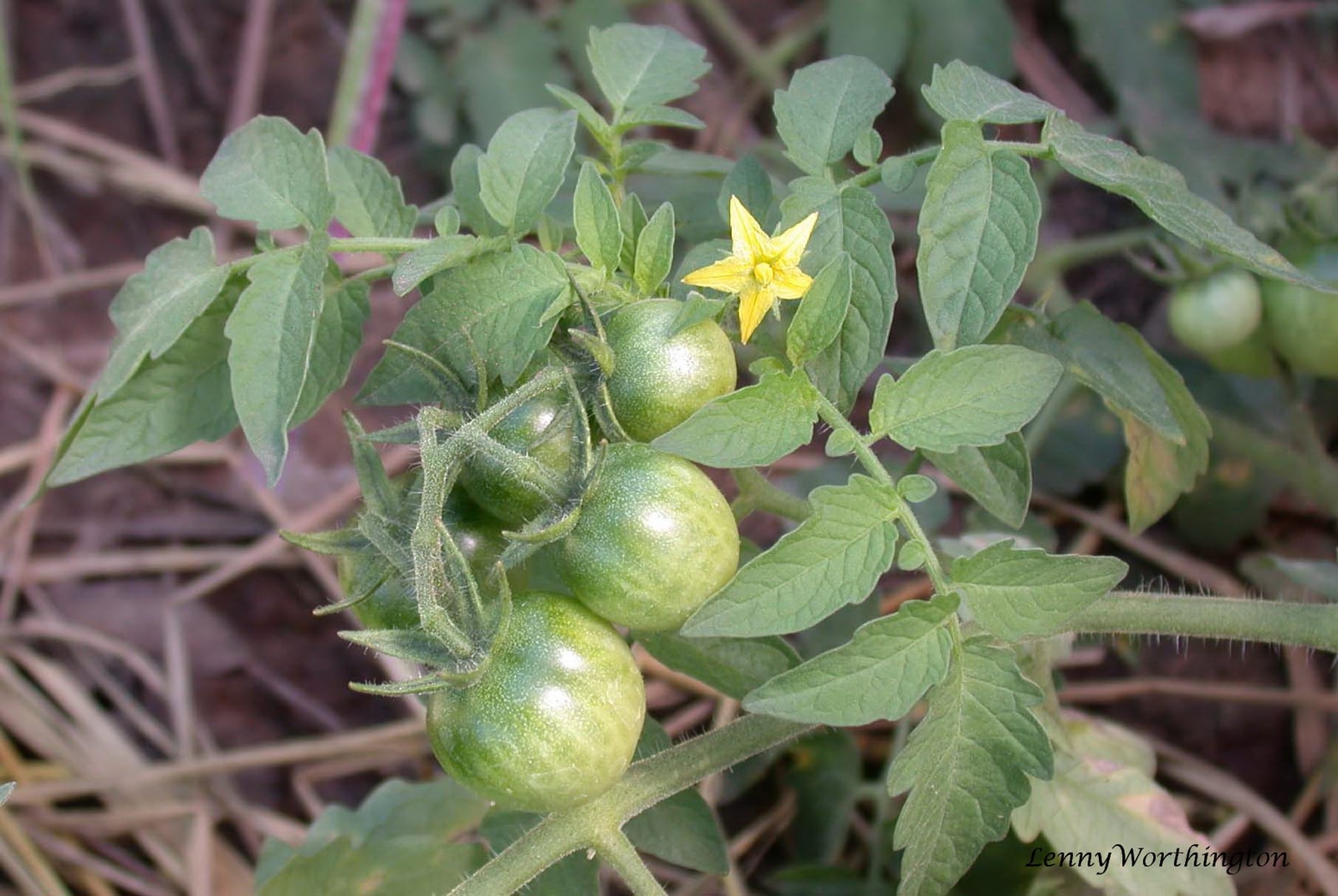Tomato thumbnail 2