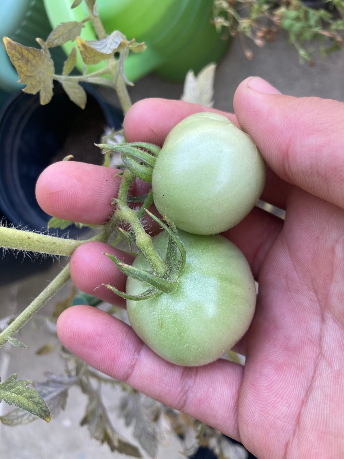Tomato thumbnail 4