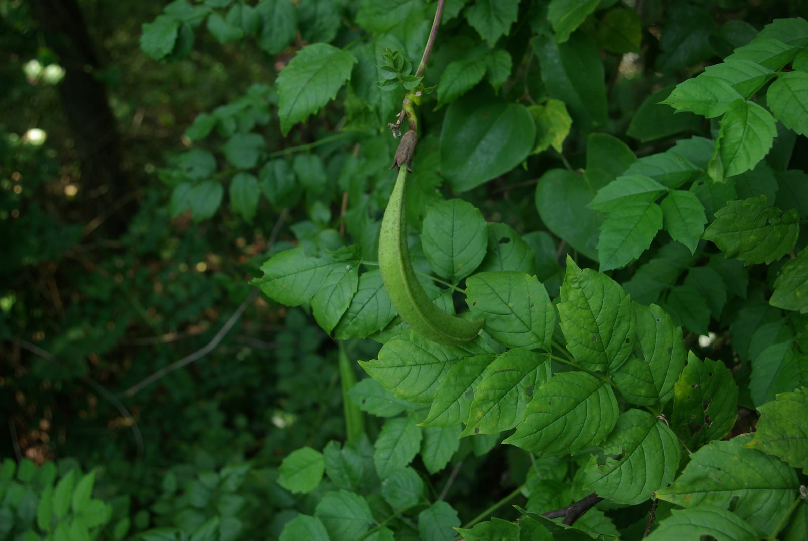 Trumpet Vine thumbnail 2