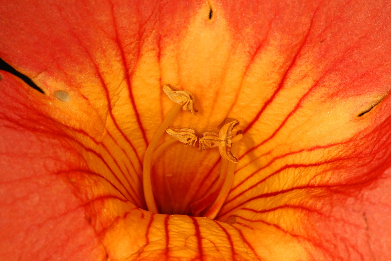 Trumpet Vine thumbnail 3