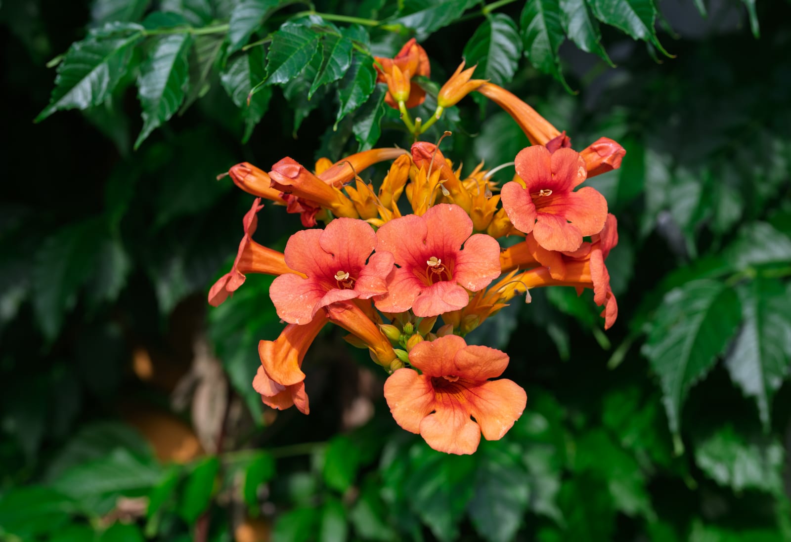 Trumpet Vine thumbnail 4