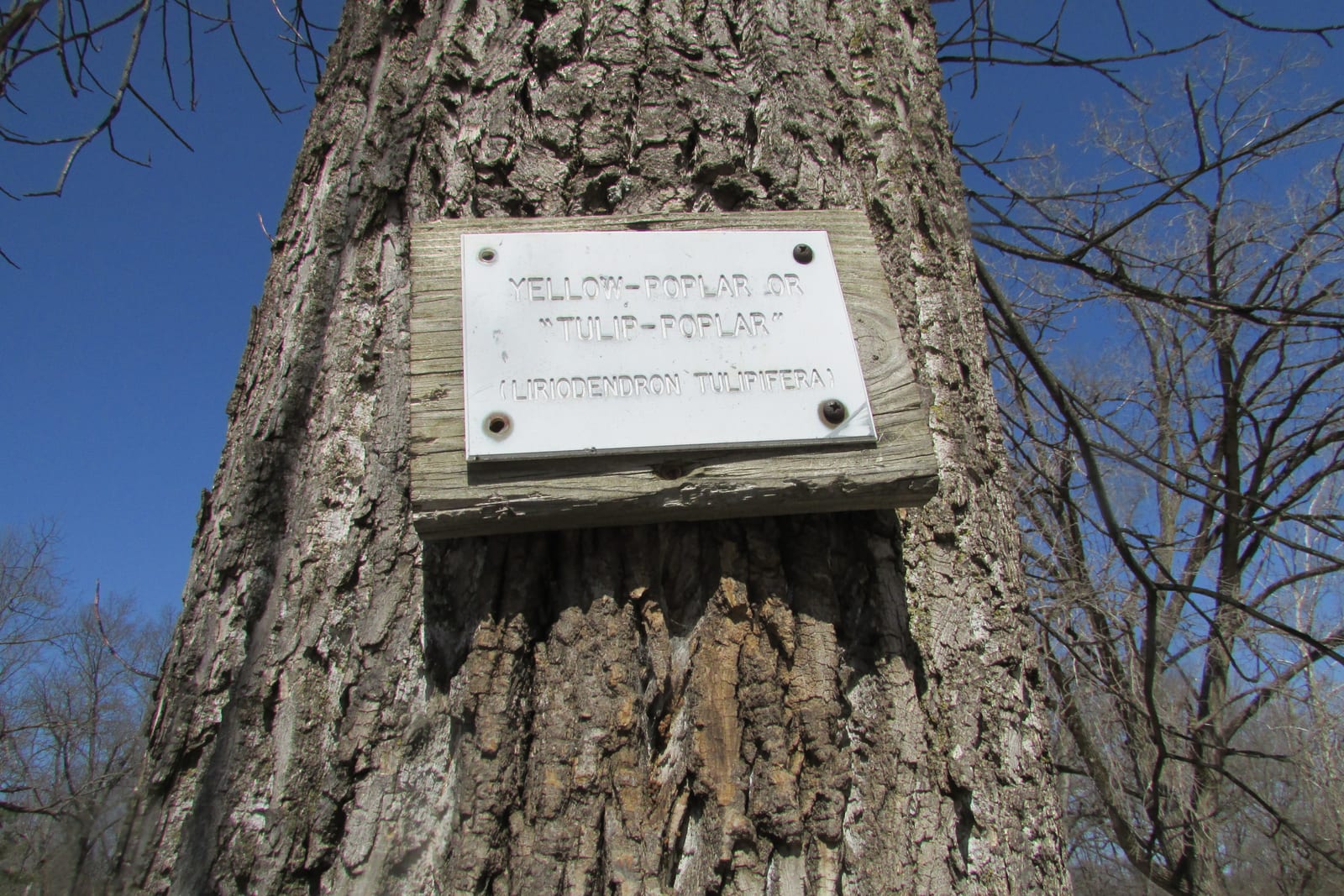 Tulip Poplar thumbnail 4