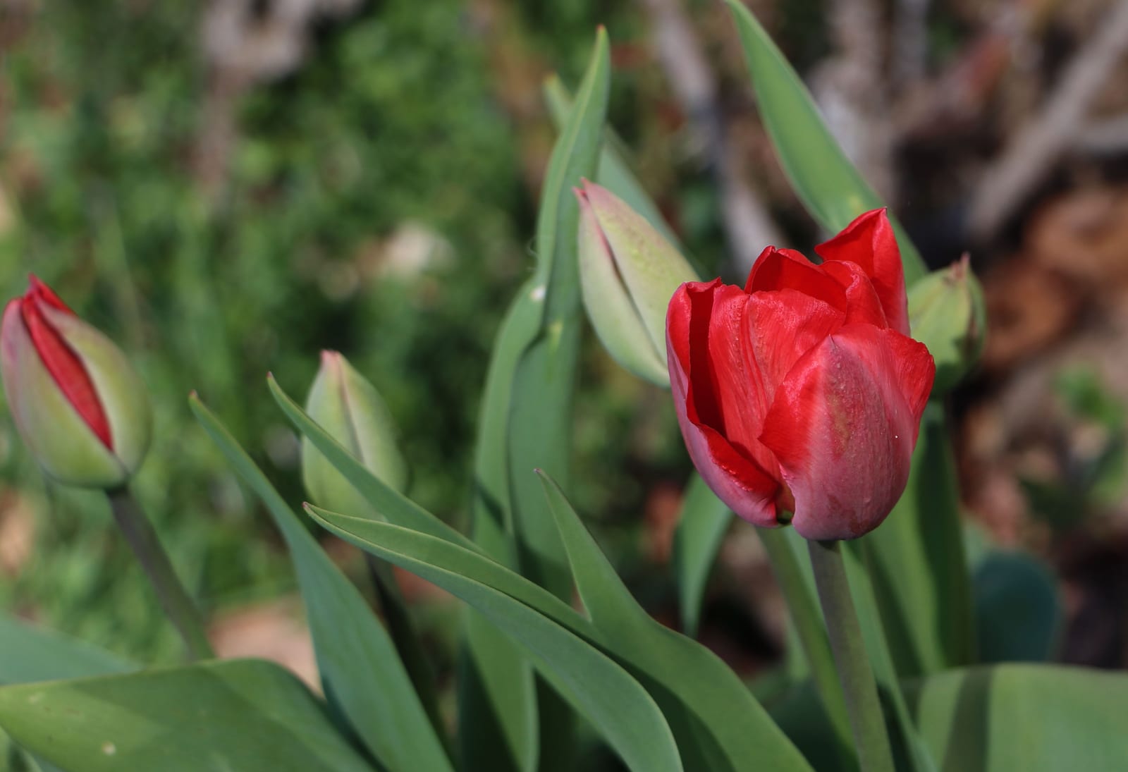 Tulip