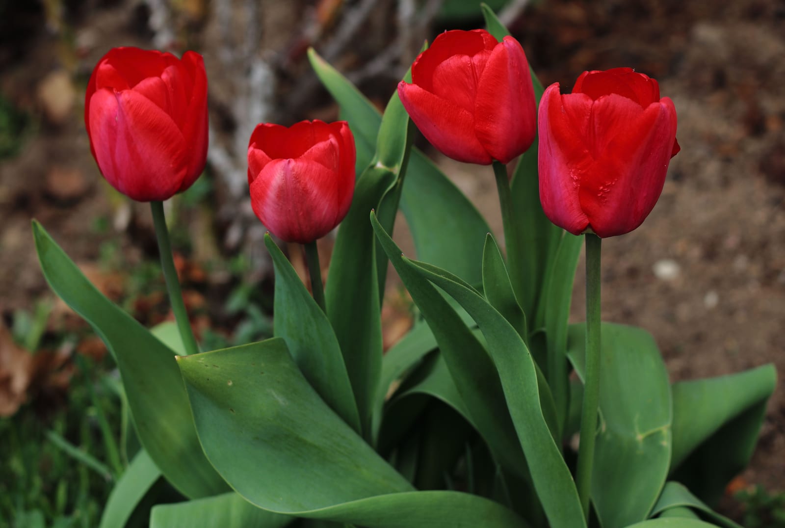 Tulip thumbnail 2