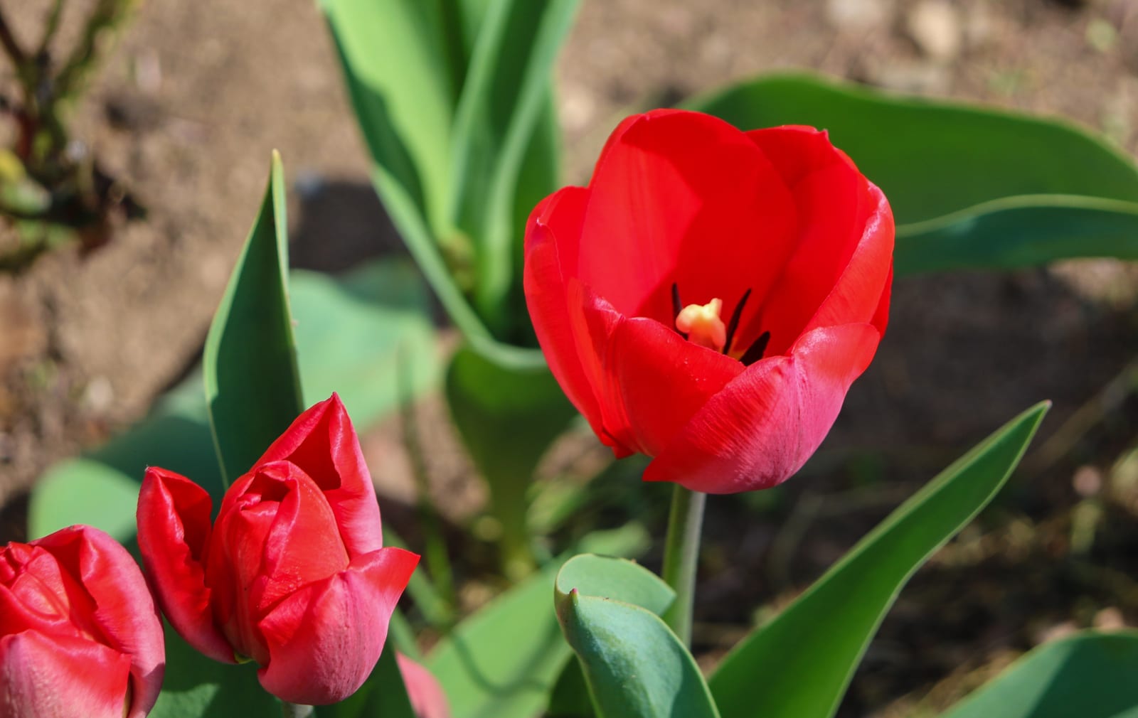 Tulip thumbnail 3