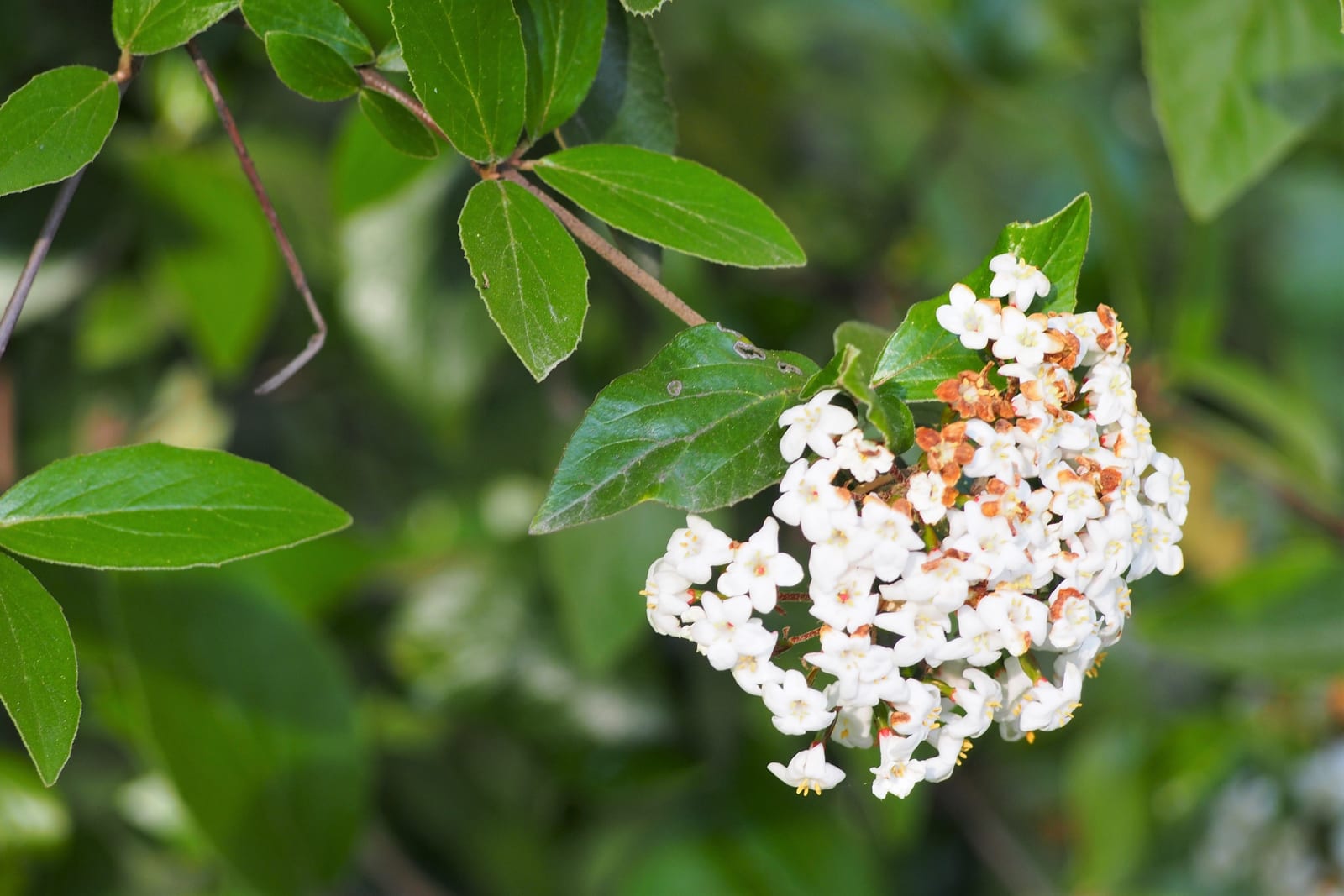 Viburnum thumbnail 2