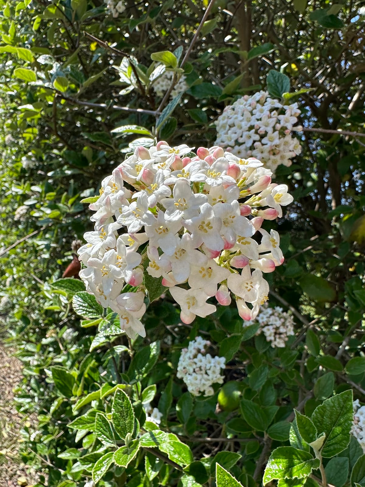 Viburnum thumbnail 3