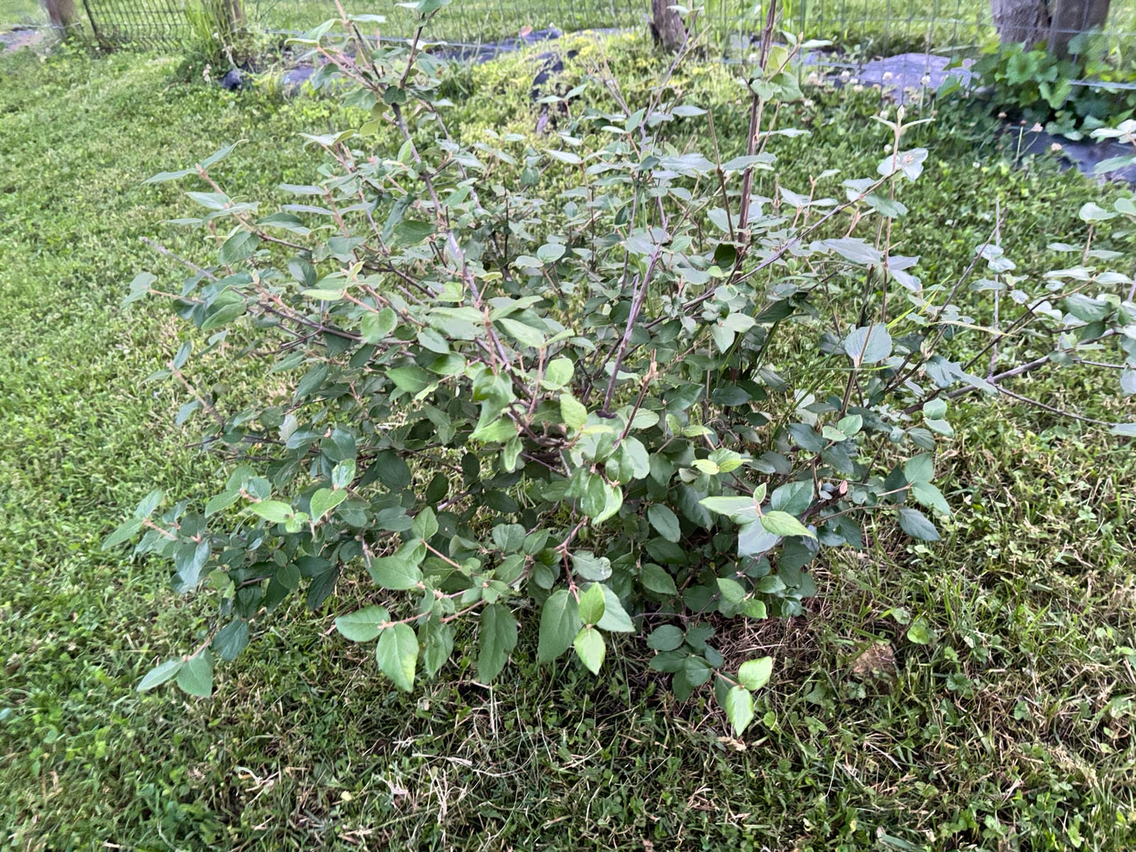Viburnum thumbnail 4