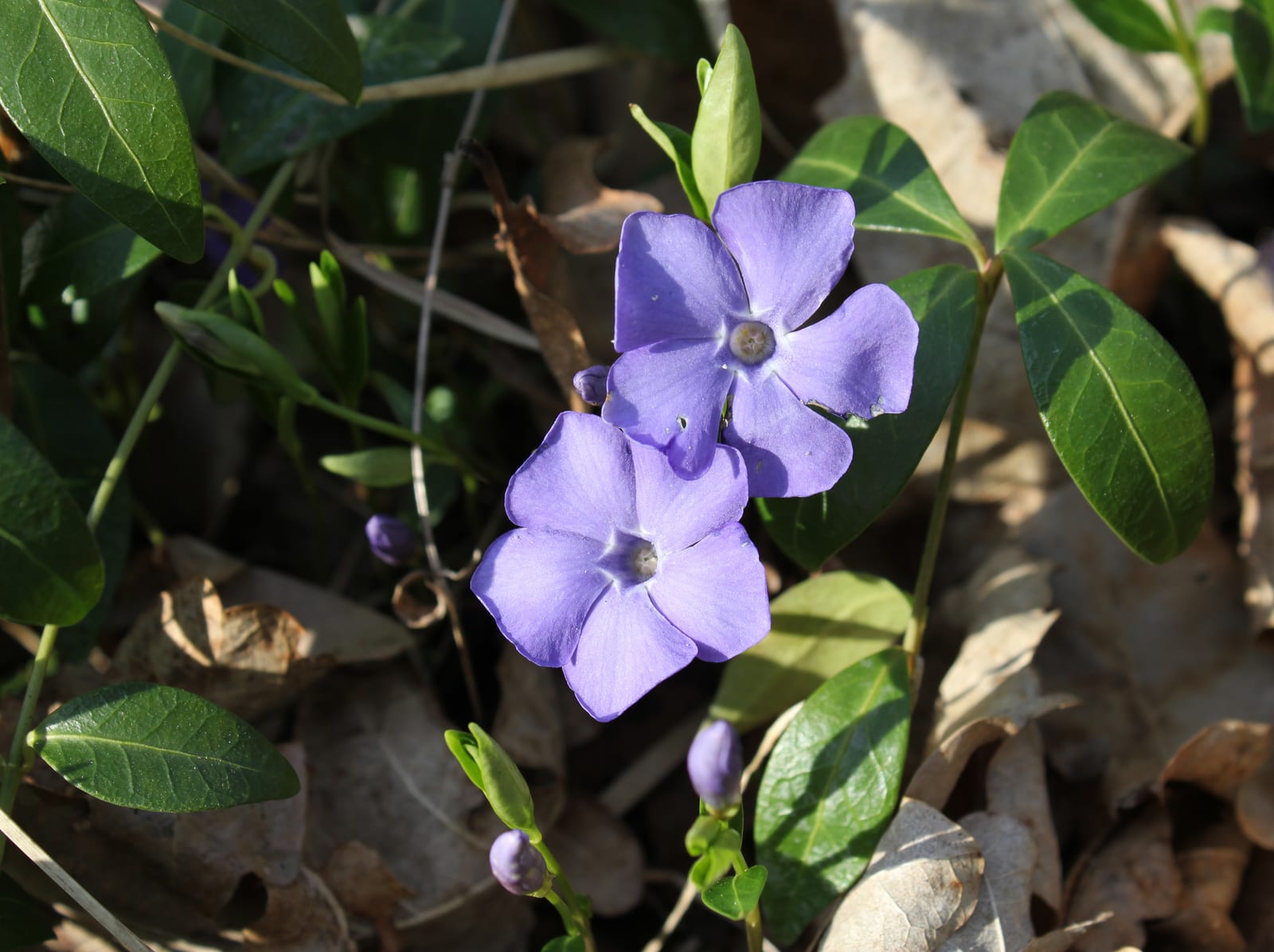 Vinca (Periwinkle)