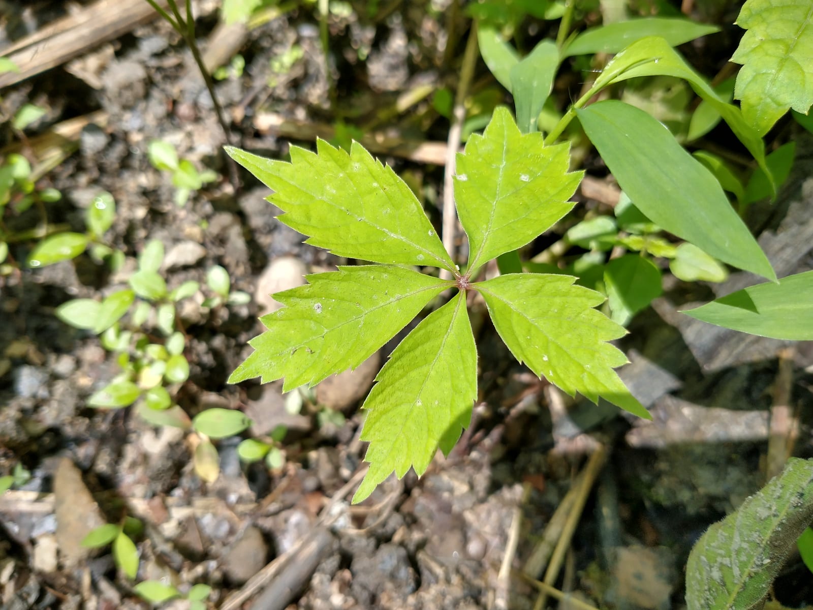 Virginia Creeper thumbnail 2