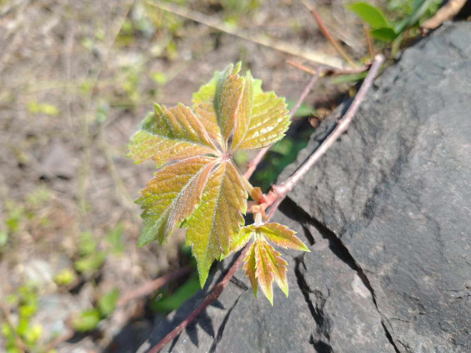 Virginia Creeper thumbnail 3