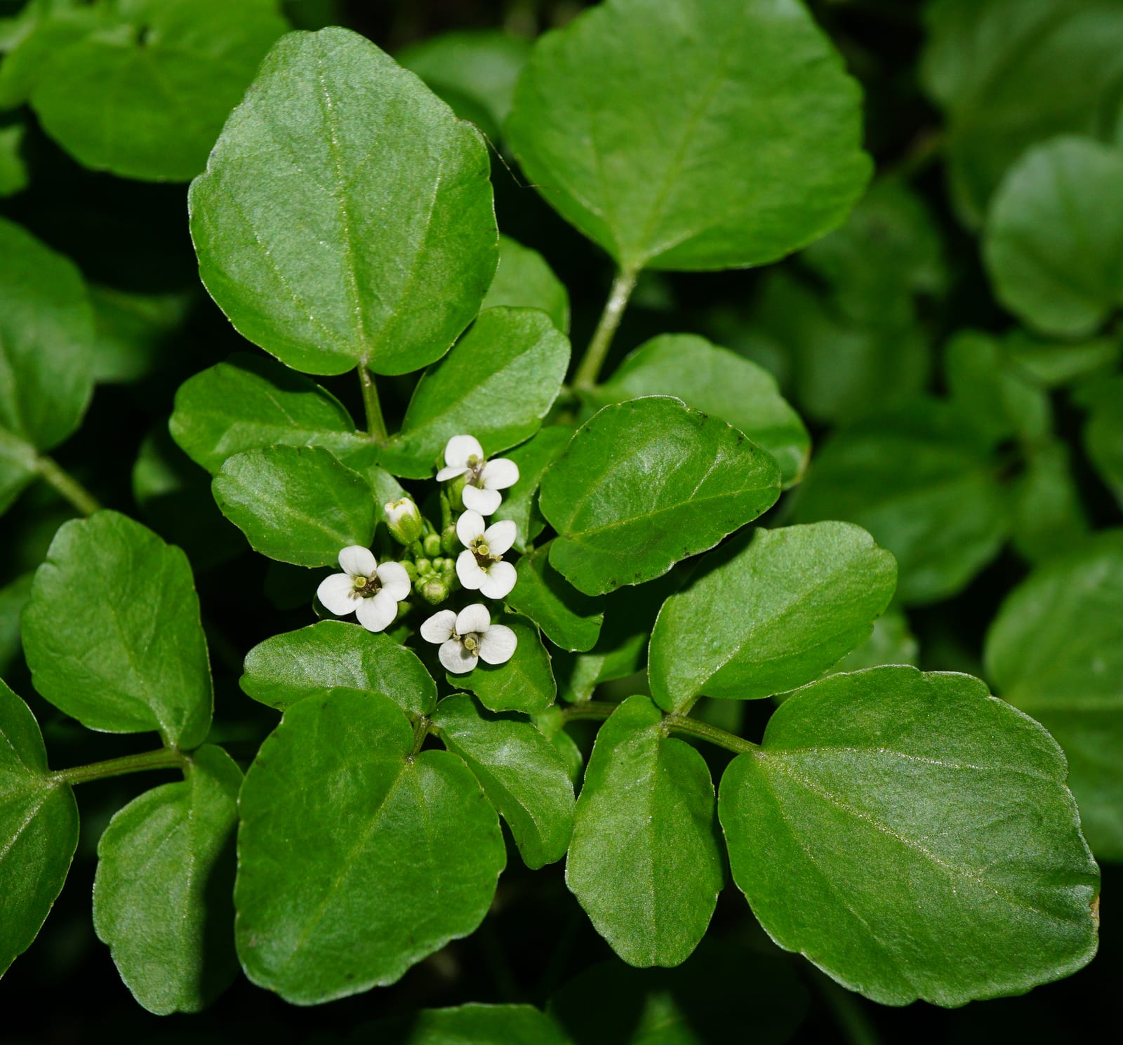 Watercress