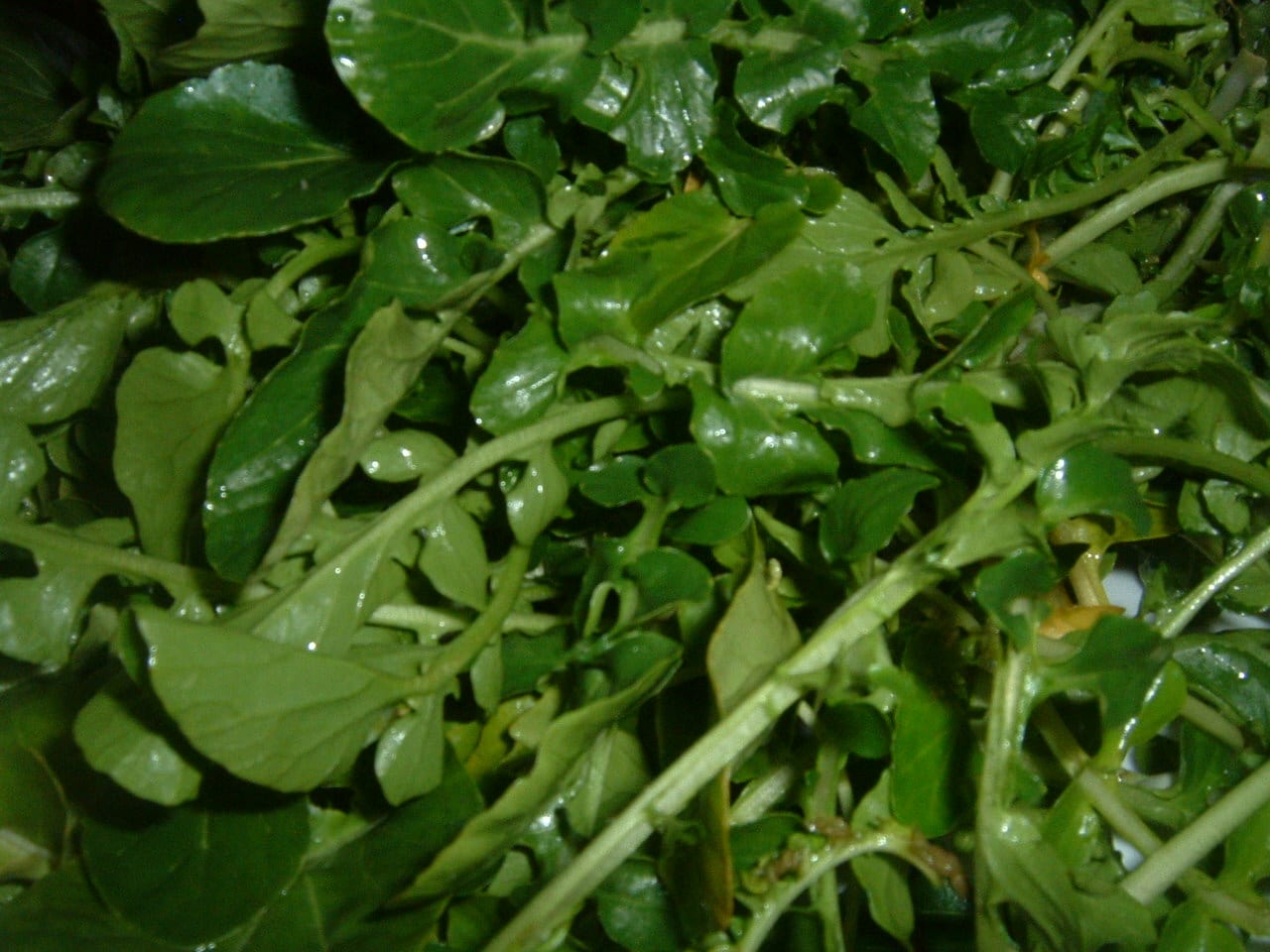 Watercress thumbnail 2