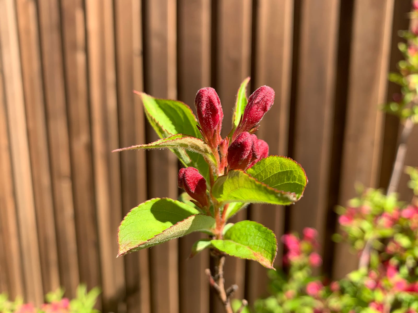 Weigela