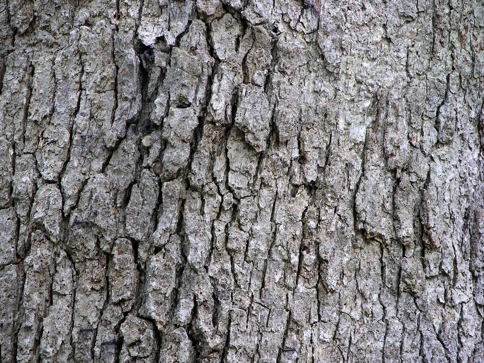 White Oak