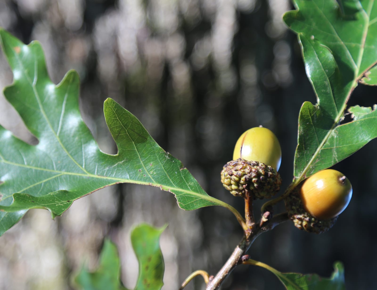 White Oak thumbnail 2