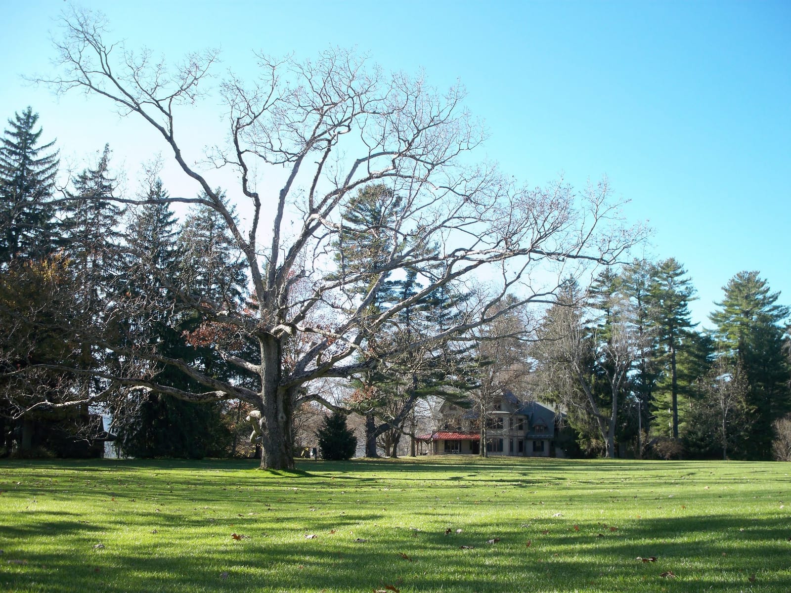 White Oak thumbnail 3