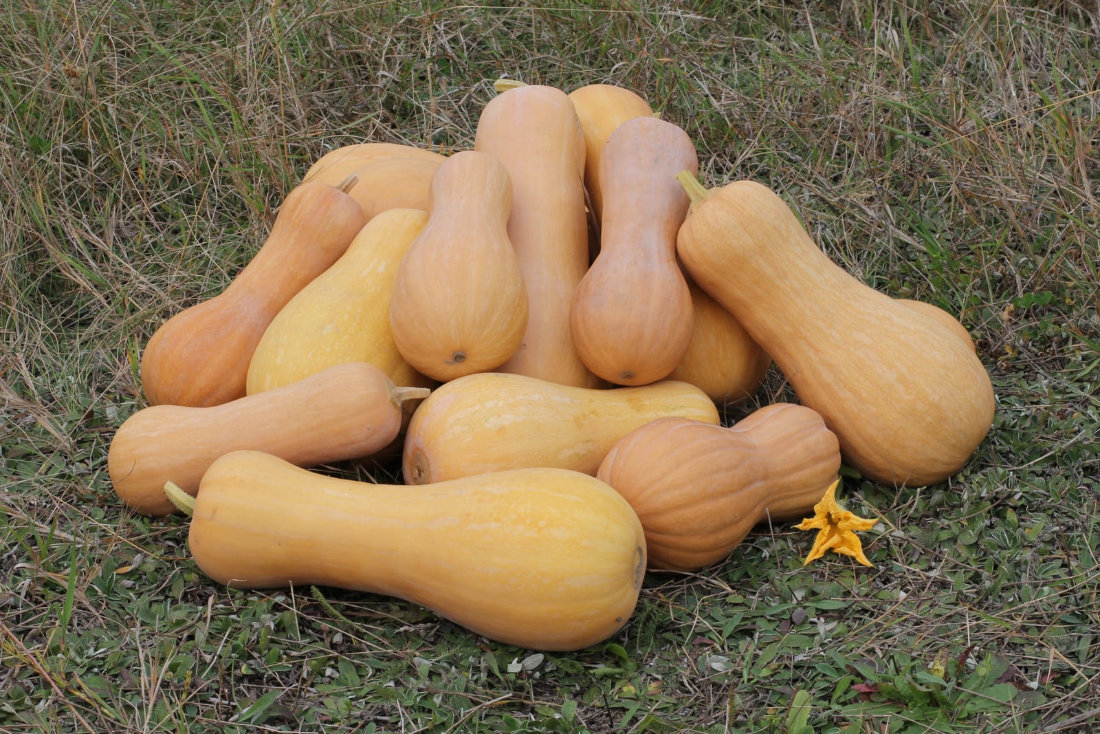 Winter Squash