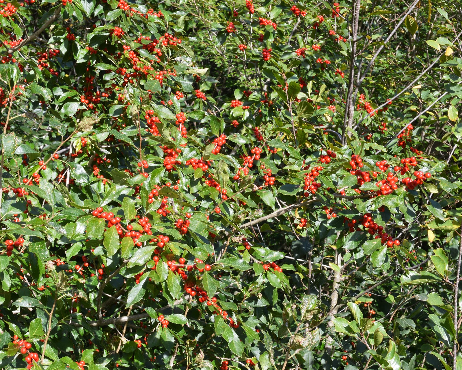 Winterberry Holly thumbnail 2