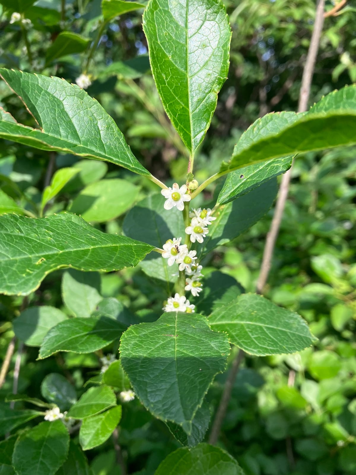 Winterberry Holly thumbnail 4