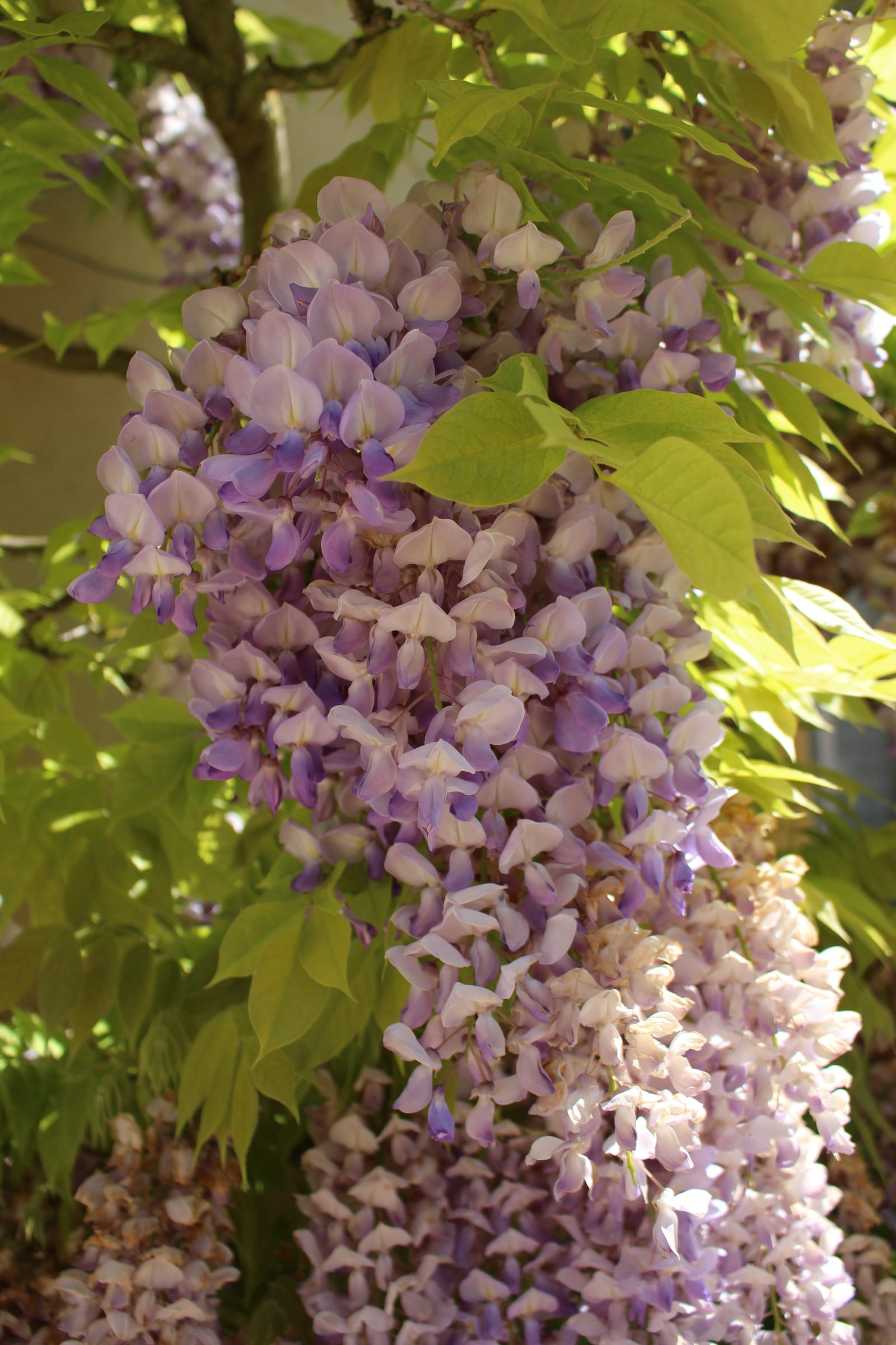 Wisteria