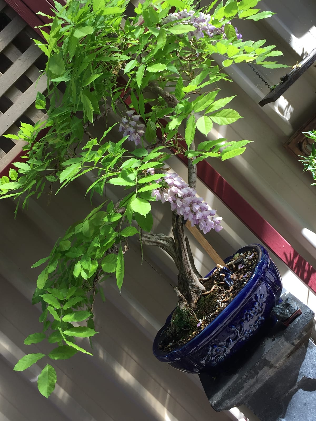 Wisteria thumbnail 2