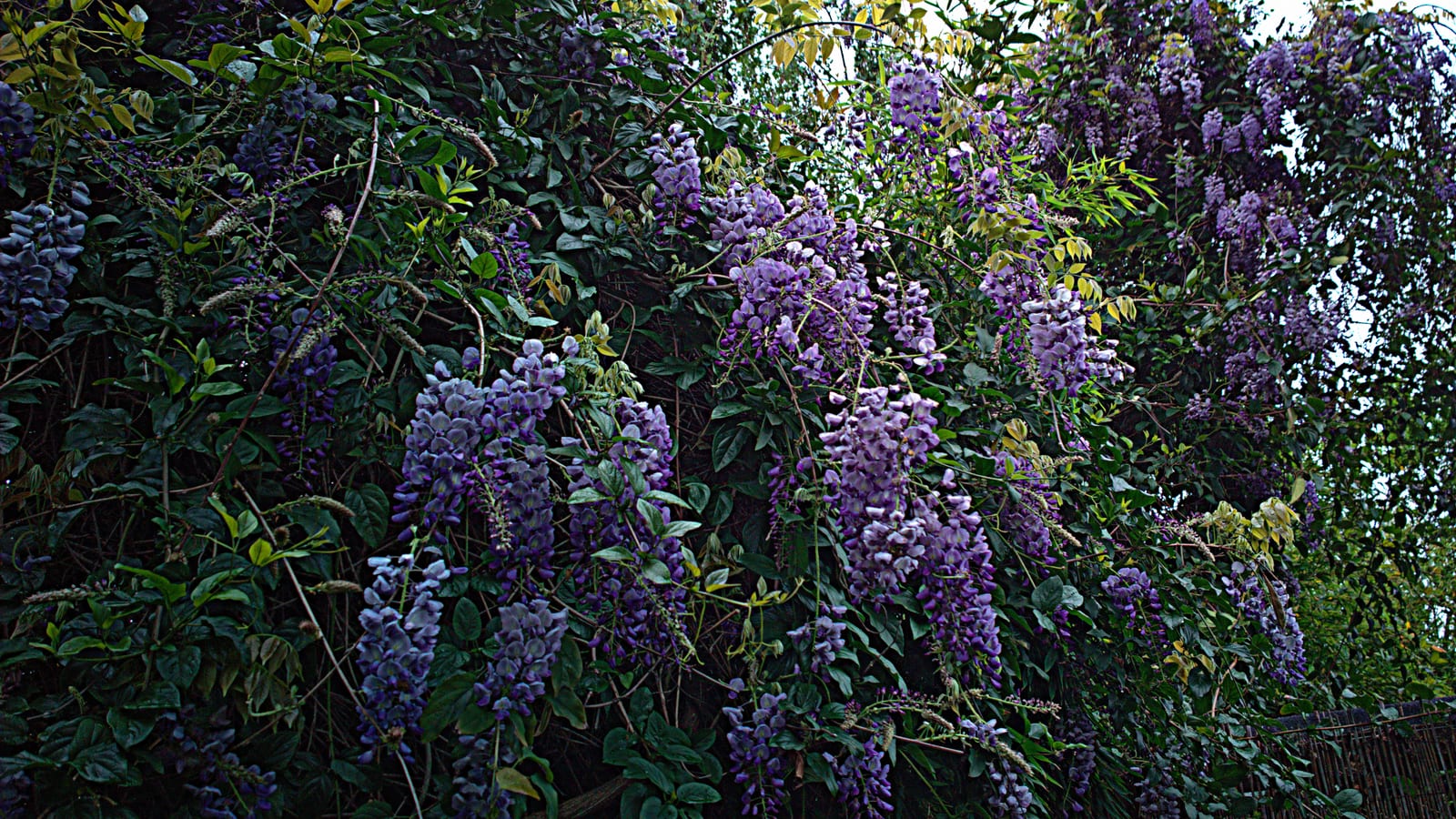 Wisteria thumbnail 3