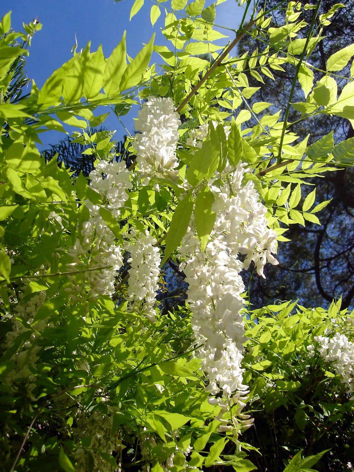 Wisteria thumbnail 4