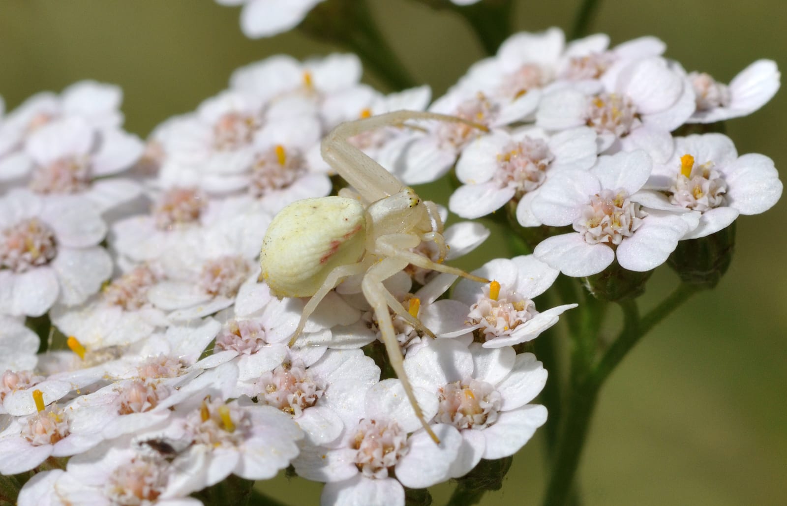 Yarrow