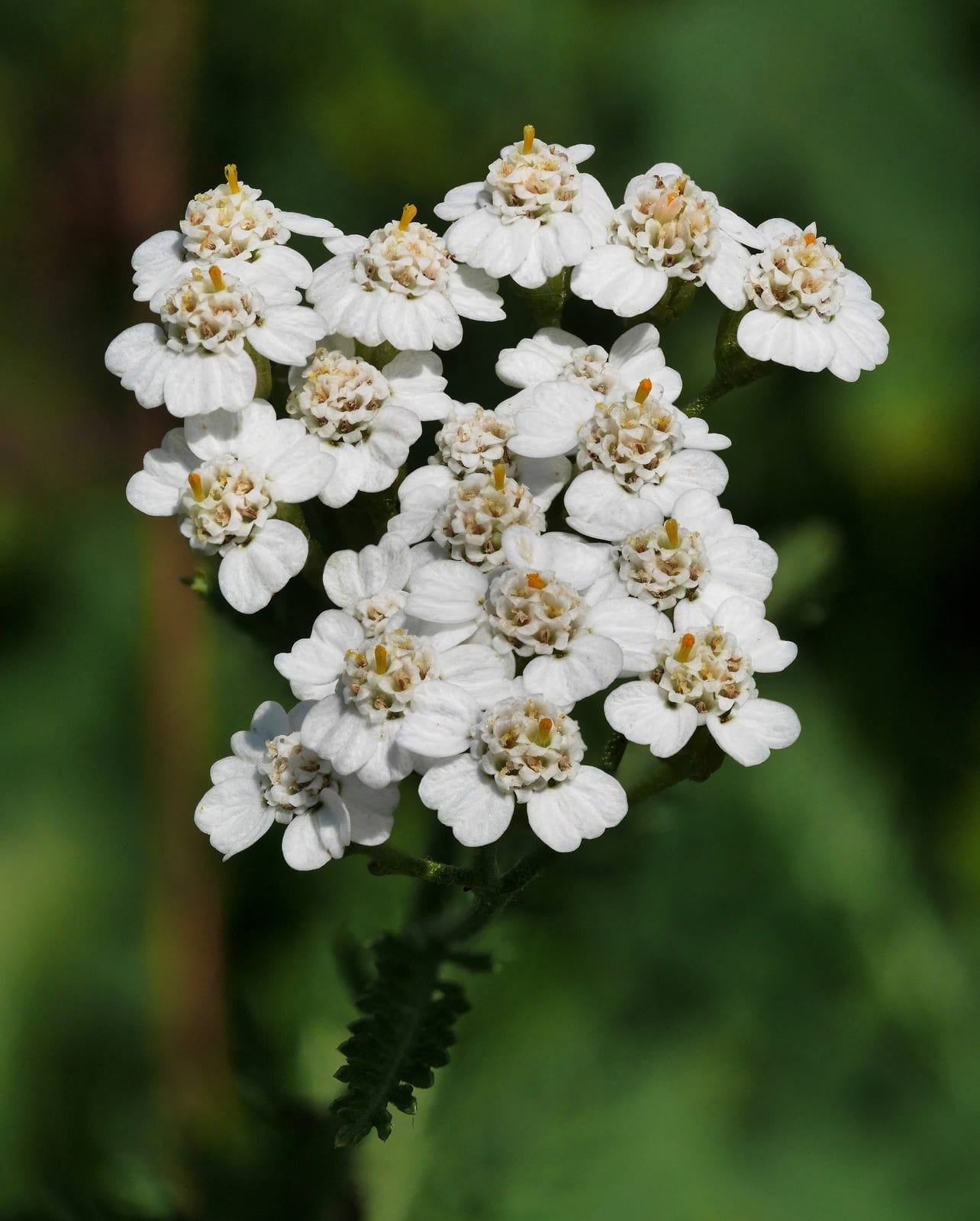 Yarrow thumbnail 3