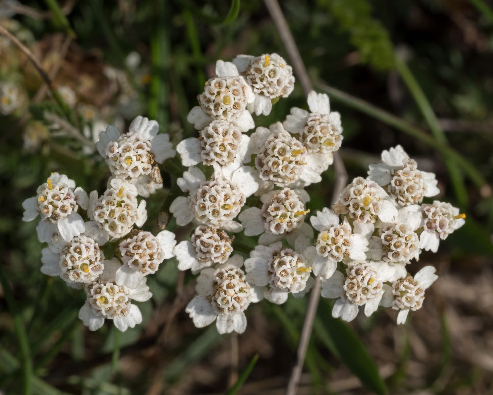 Yarrow thumbnail 4