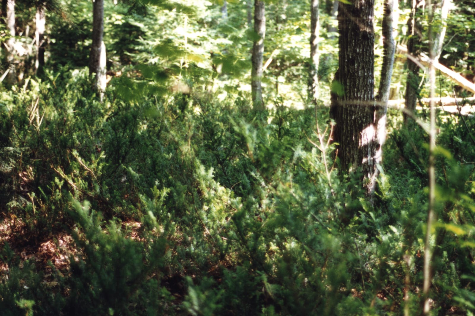 Yew thumbnail 3