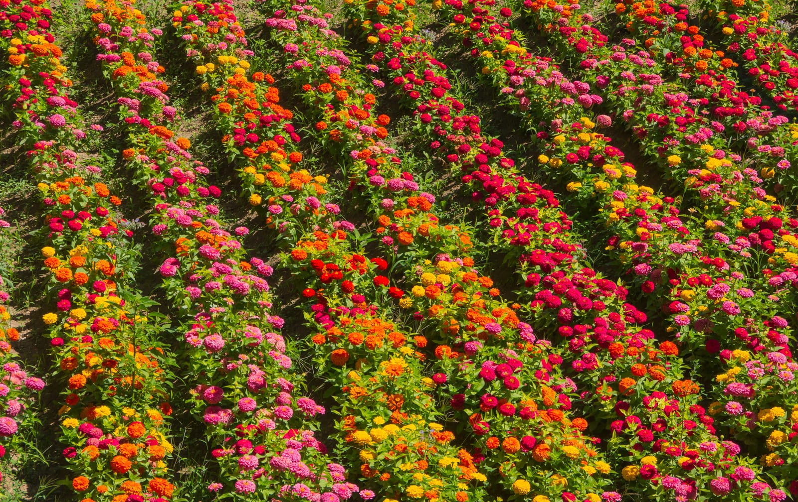 Zinnia thumbnail 2