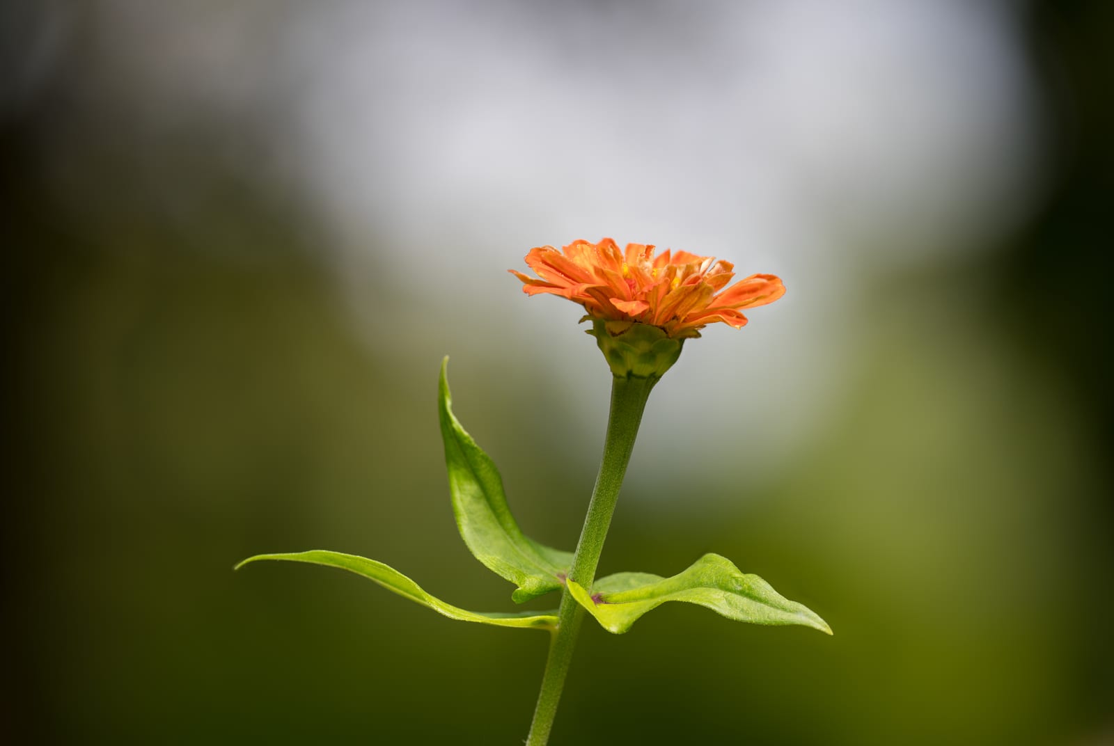 Zinnia thumbnail 3