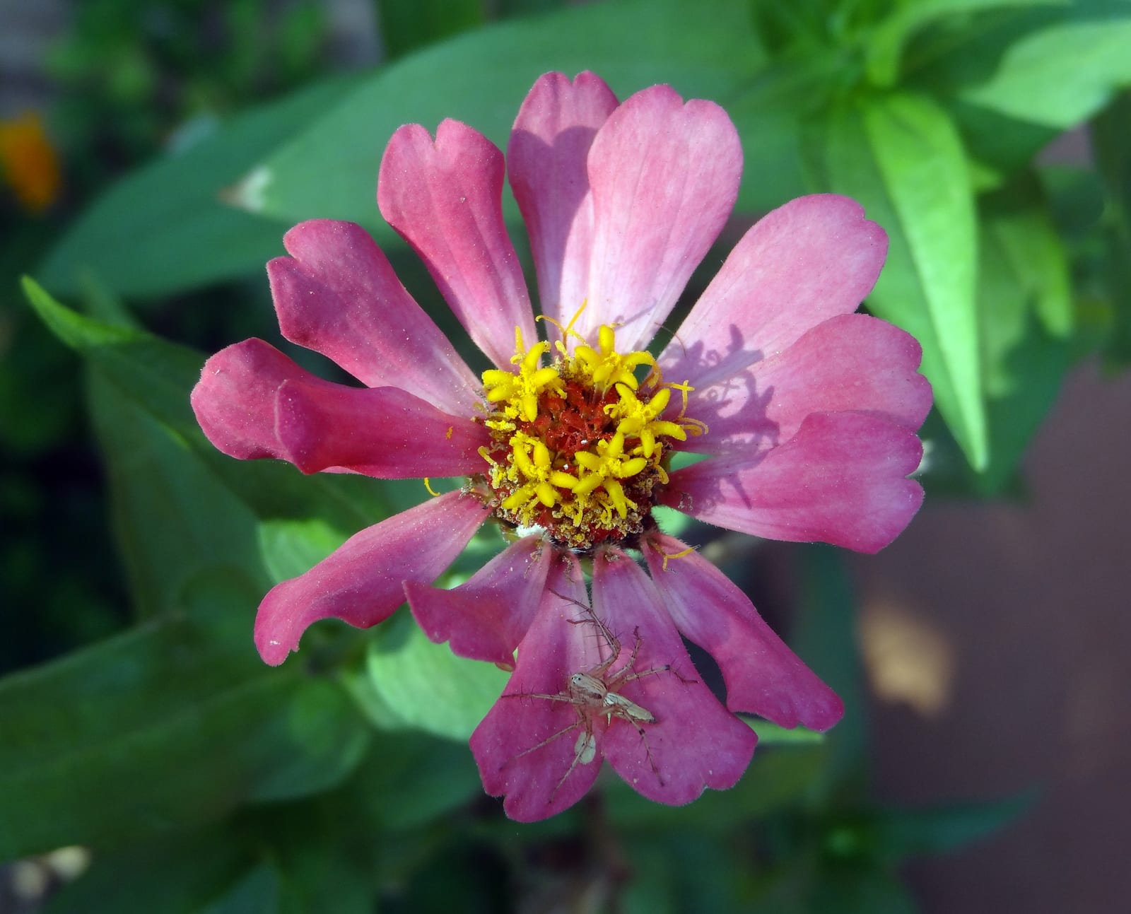 Zinnia thumbnail 4