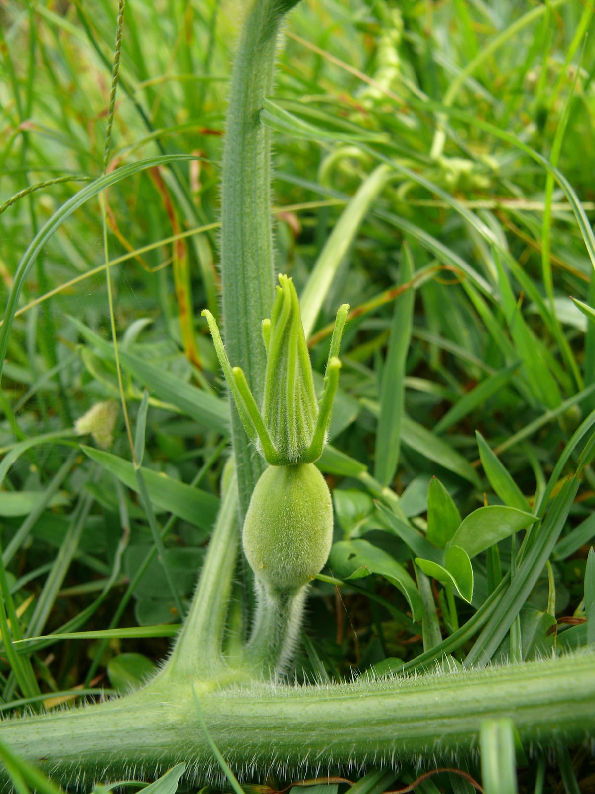 Zucchini thumbnail 2